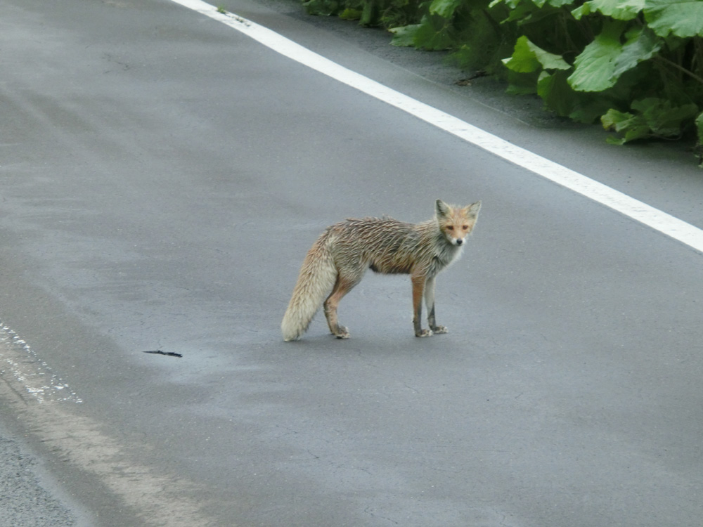 キタキツネ