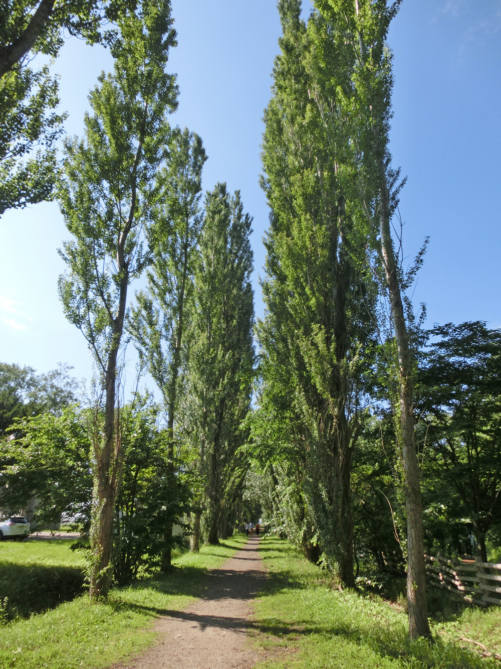 北海道大学にて２ポプラ並木