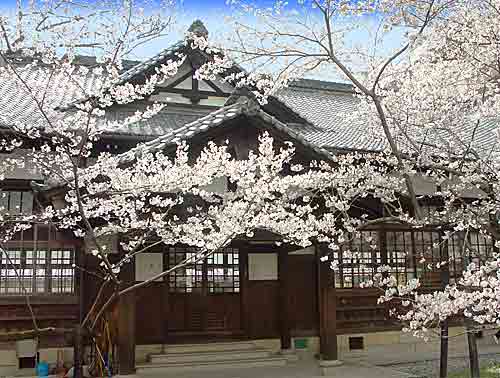 武道場と桜